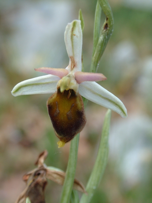 Ophrys crabronifera